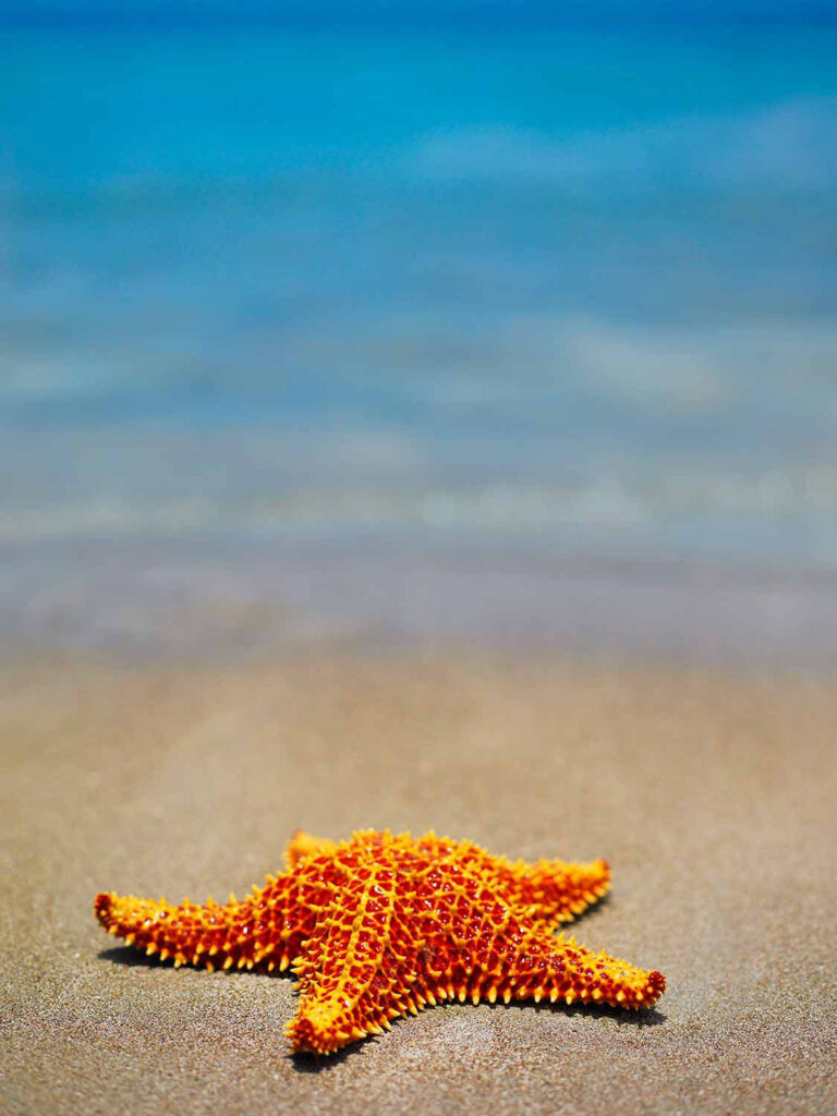 Estrella de mar en la la playa de la Isla de Providencia, Colombia por Nicolás Galenao